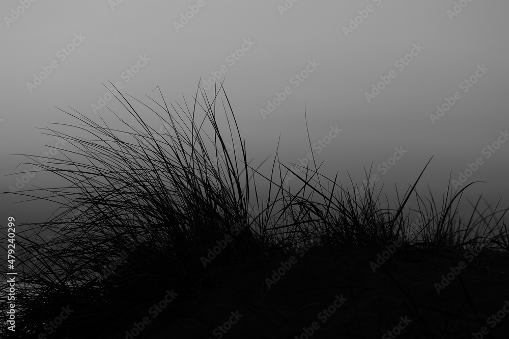 Obraz premium Beach grass at sunset. Pink sky and dark silhouette of dune