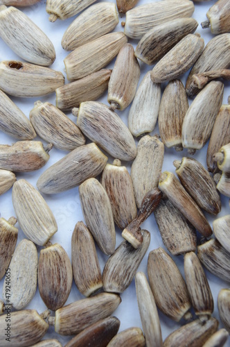 Seeds, Woolly Thistle, Cirsium eriophorum photo