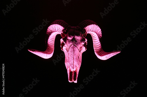 Skull of sheep on dark back...