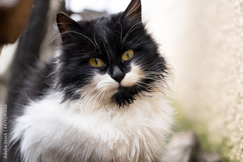 close-up of a black and white cat with yellow eyes