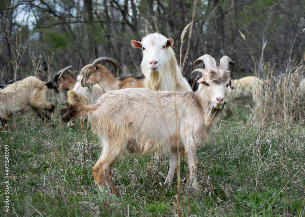 A herd of domestic goats walks in the forest, eating grass in the fall or spring.