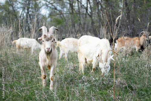 A herd of domestic goats walks in the forest, eating grass in the fall or spring.