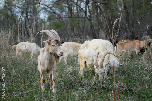 A herd of domestic goats walks in the forest, eating grass in the fall or spring.