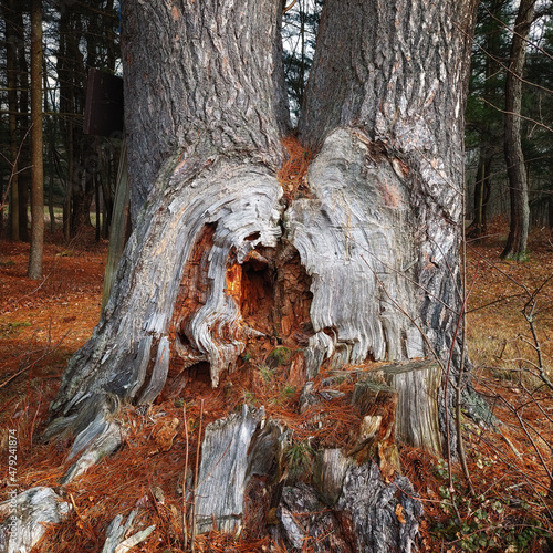 A huge gap formed were part of this tree trunk had broken away.  Two huge tree trunks broke away leaving this huge hole. photo