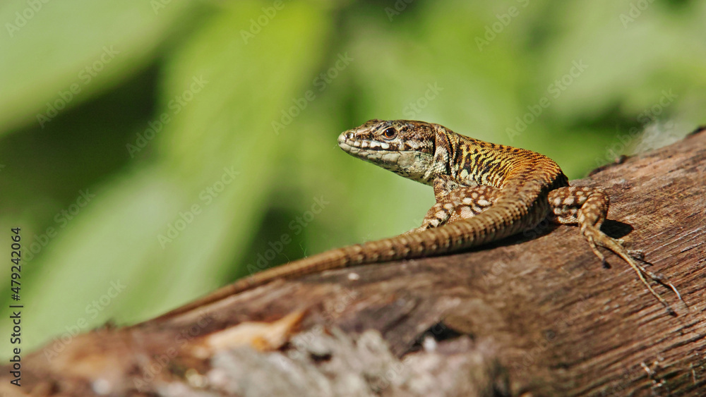 Obraz premium wall lizard