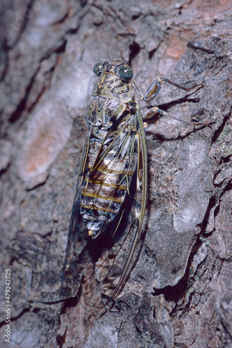 Cicada orni, male specimen