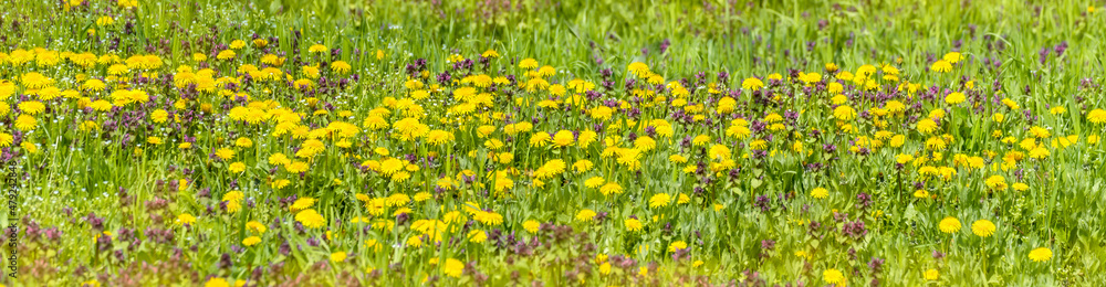 Beautiful yellow dandelions on the meadow in nature in warm summer or spring. Dreamy artistic image of beauty of nature.