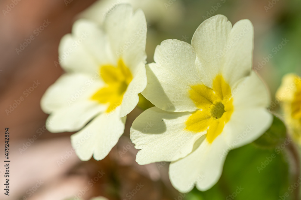 Close up of wild primroses (primula vulgaris) in bloom Close up of wild primroses (primula vulgaris) in bloom
