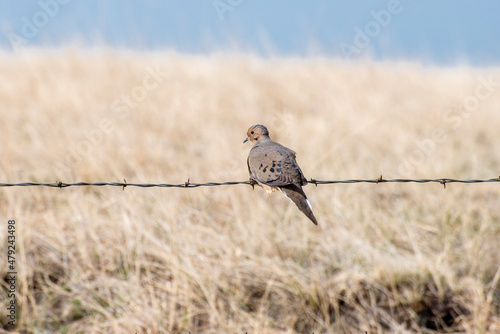 Foto Mourning dove sitting on a barb wire fence in the Badlands