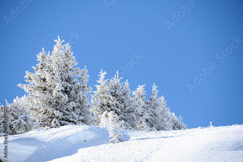 Frozen trees by winter over French alps © raeva