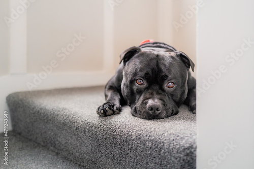 Staffordshire Bull Terrier dog lying on a carpeted stair looking at the camera. He looks a bit feb up.