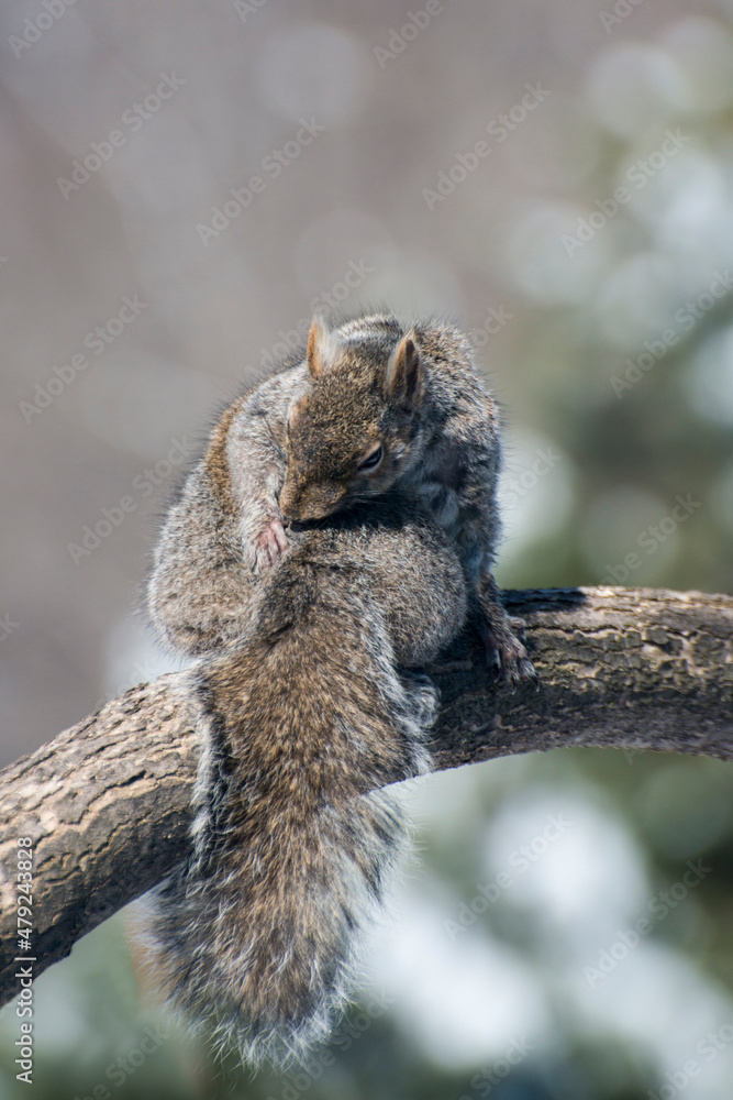 Eastern Gray Squirrel preening on a tree branch in the spring. Eastern Gray Squirrel preening on a tree branch in the spring.