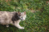 Gray cat staring, cat walk on grass in garden, close up. Selective focus