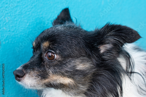 A Miniature American Shepard looks worried, to the left in front of a bright blue wall. 