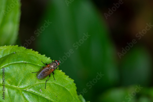 A Flesh fly sitting on a green leaf. © silukstockimages