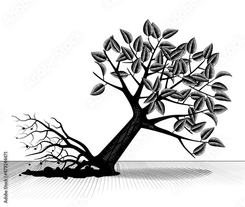 Engraved vintage drawing of Uprooted and fallen tree with foliage