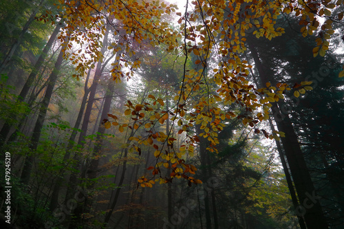 Mglisty kolorowy las późną jesienią w Pieninach.