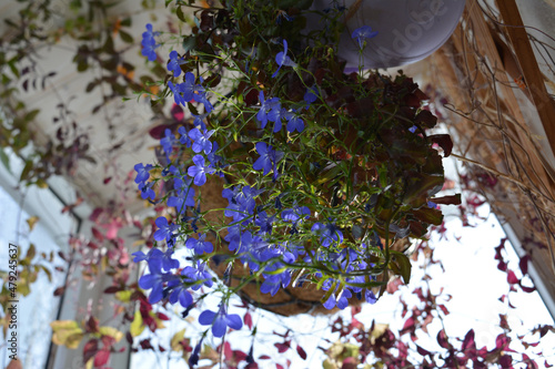 Blue lobelia flowers in hanging pot. Ampel plants in the gardening of the balcony.