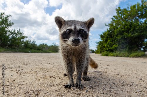 A curious endangered species Cozumel raccoon on a dirt road on the north side of tropical island Cozumel in Mexico photo
