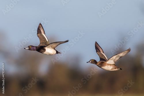 Goldeneye in Flight Ducks Migration