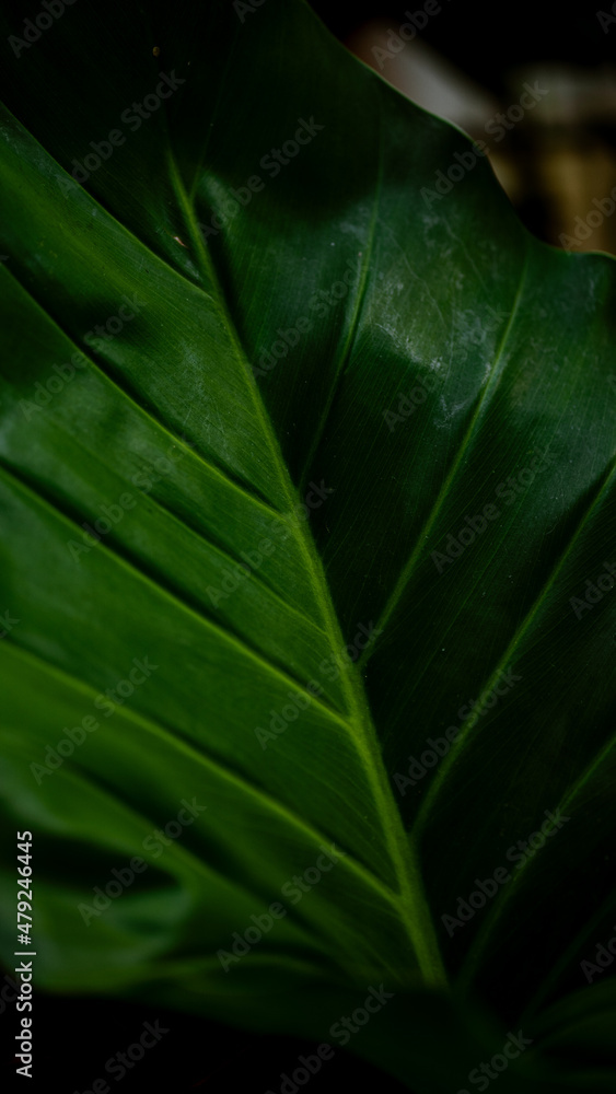 green leaf background green leaf background