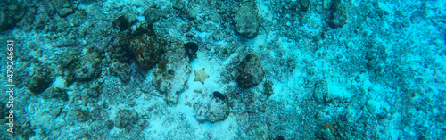 A starfish lays on the ocean floor  near a coral reef in the Caribbean sea off the shore of Cozumel, Mexico