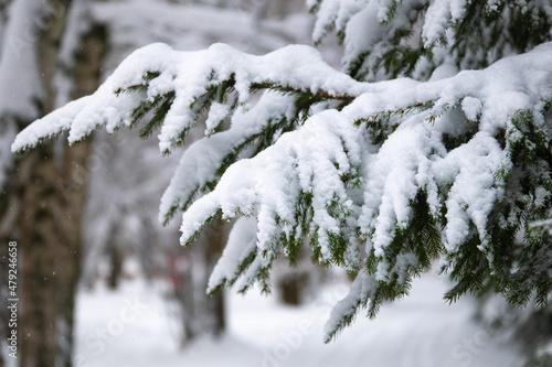 Branches of a spruce tree covered with snow in winter close up