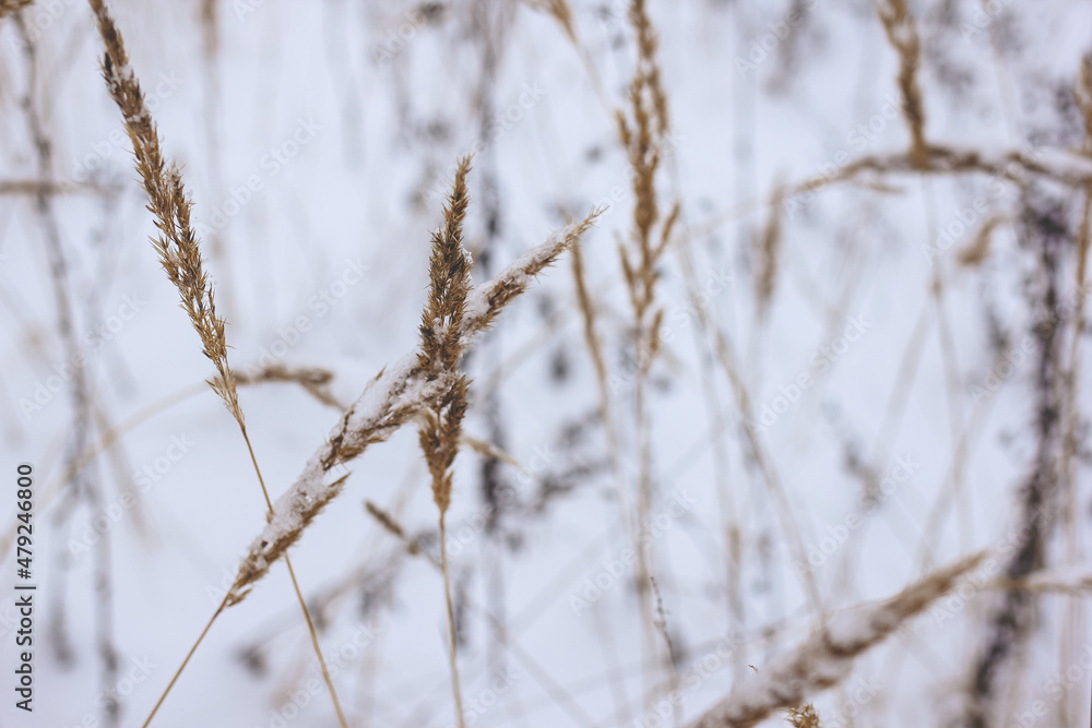 Dry plant, grass on the white snow. Abstract natural winter background with copy space. Wintertime. Selective focus. Dry plant, grass on the white snow. Abstract natural winter background with copy space. Wintertime. Selective focus.