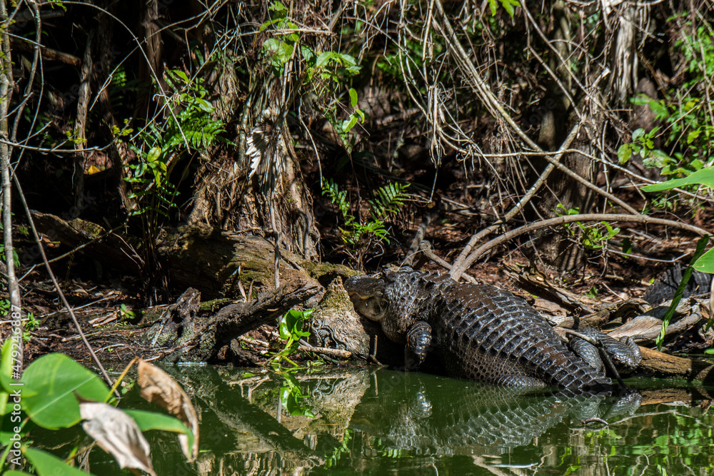 American Alligator basking in the sun in the Fakahatchee Strand State Preserve. American Alligator basking in the sun in the Fakahatchee Strand State Preserve.
