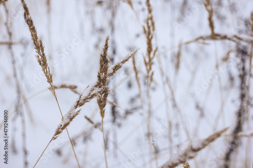 Dry plant, grass on the white snow. Abstract natural winter background with copy space. Wintertime. Selective focus.