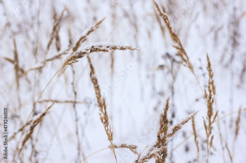 Dry plant, grass on the white snow. Abstract natural winter background with copy space. Wintertime. Selective focus.
