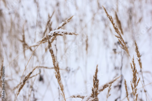 Dry plant, grass on the white snow. Abstract natural winter background with copy space. Wintertime. Selective focus. © Татьяна