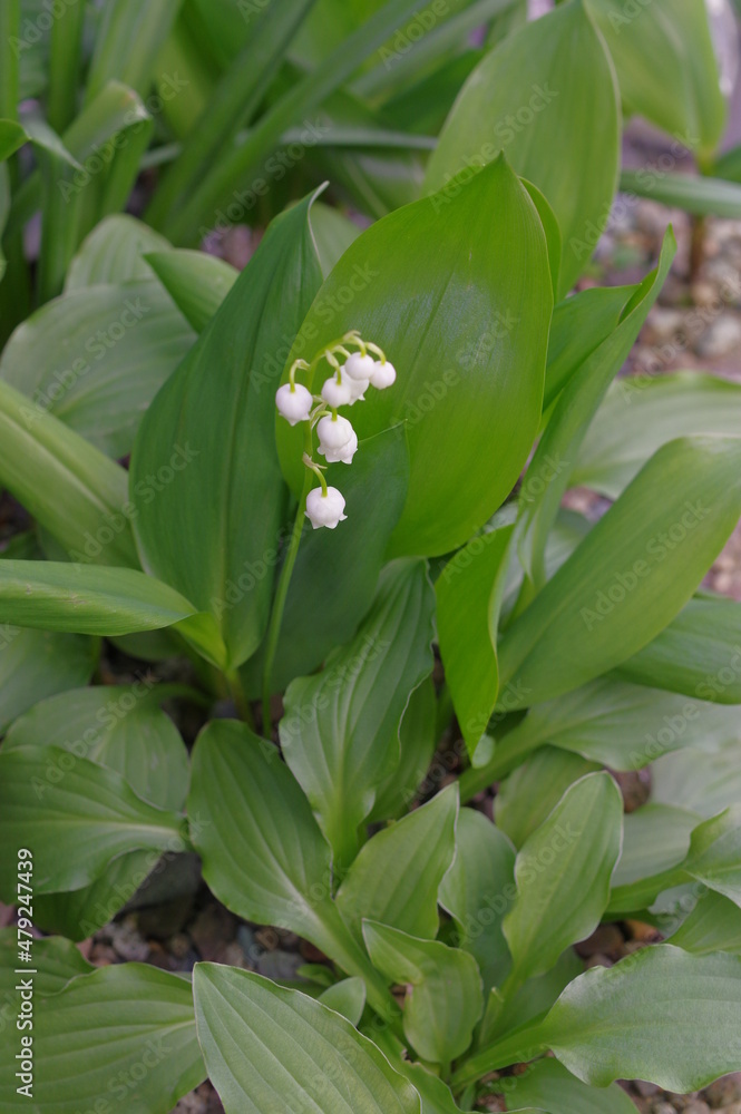 Obraz premium 野に咲く生命力を感じる花