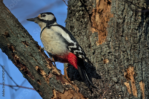 The Great Spotted Woodpecker is sitting on a thick branch and looking for food. City birds. Wildlife in nature. Colorful background and nice soft light. Bright sunny day. Kyiv, Ukraine.