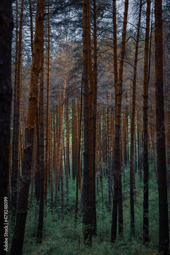Dark forest with tall trees. Green bushes, grass. Orange autumn colors on trees. High quality photo