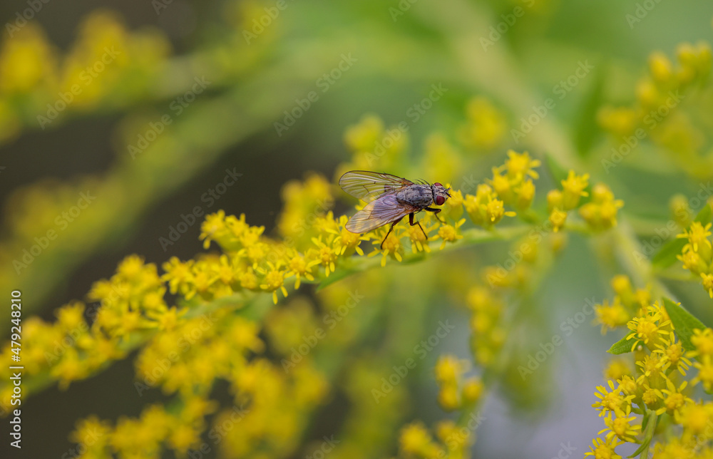 Eine Fliege oder fliegenartiges Insekt auf einer Pflanze.
Eine Fliege oder fliegenartiges Insekt auf einer Pflanze.
