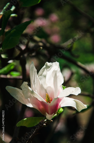 Spring background white flower of magnolia and green leaves close up