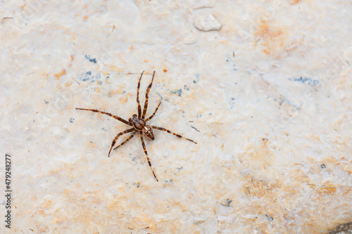 Eine Spaltenkreuzspinne klettert an einer Mauer hoch. 