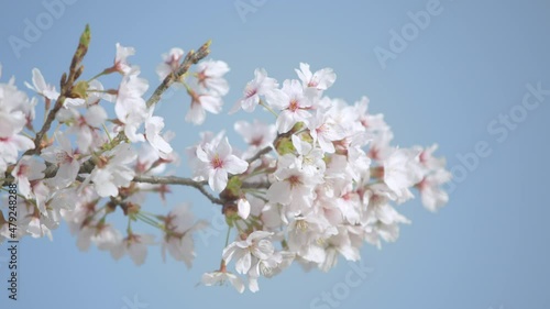 Wallpaper Mural 桜　サクラ　満開の桜　福井県日本 Torontodigital.ca