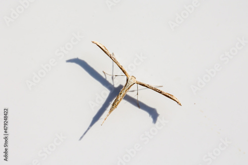 Eine Nahaufnahme eines Windengeistchen (Emmelina monodactyla) 