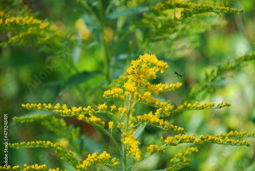 Goldenrod canadensis yellow flower. The plant blooms with small bright yellow flowers against a background of other greenery. Insects crawl over the flowers in search of sweet nectar.