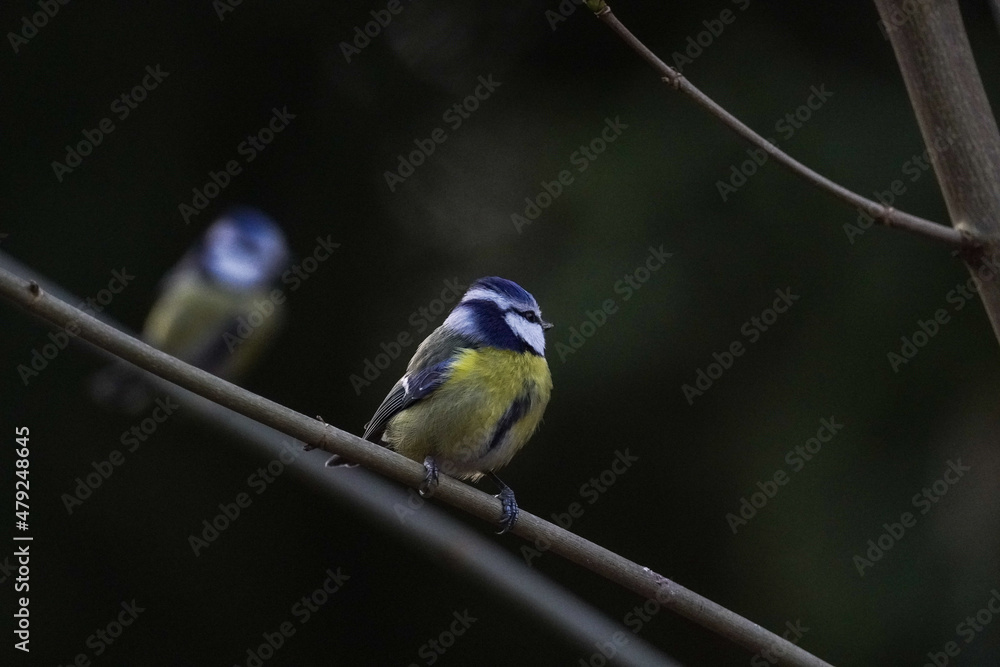 Fototapeta premium a bird on a branch