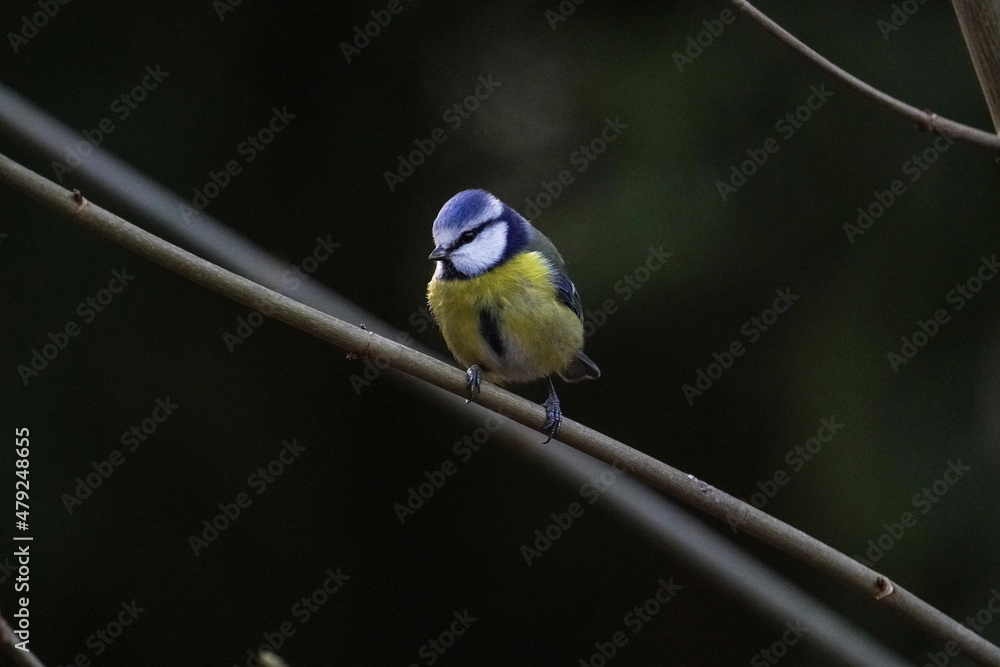 Obraz premium bird perched on a branch