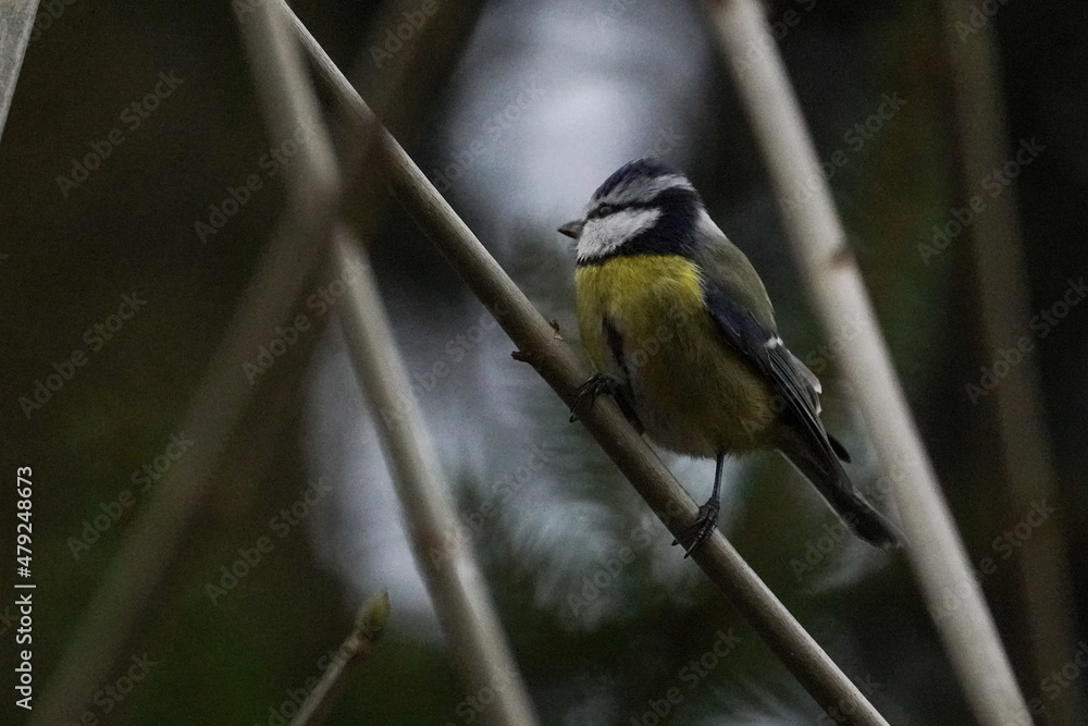 Obraz premium black capped kingfisher