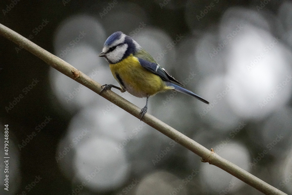 Fototapeta premium great woodpecker on branch