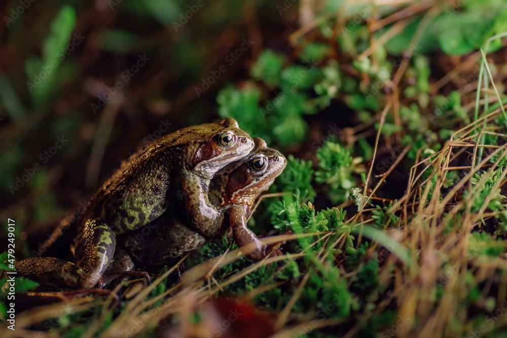 Two common frogs hugging together at night in grass while mating season. Two common frogs hugging together at night in grass while mating season.