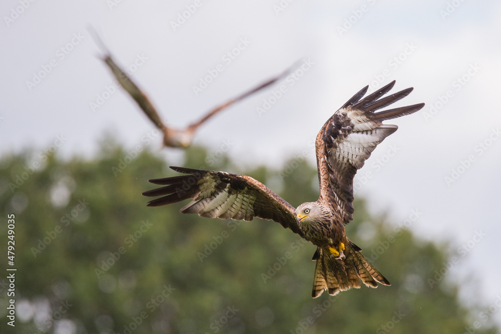 Fototapeta premium Close up of a Red kite in flight overcast day grey skies green background, UK.