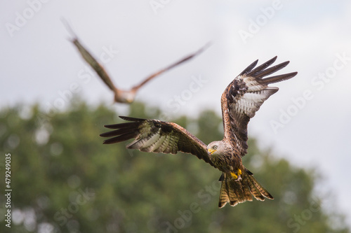 Close up of a Red kite in flight overcast day grey skies green background, UK.