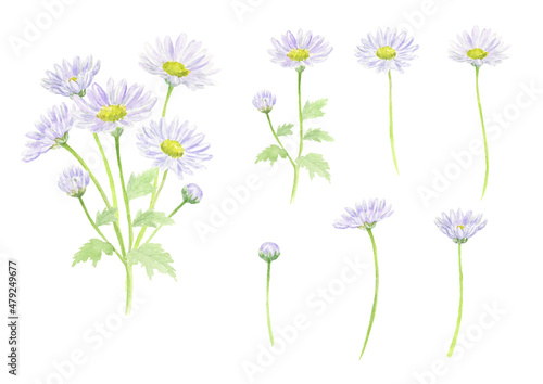 水彩で描いた紫の小菊の花セット　ベクター	