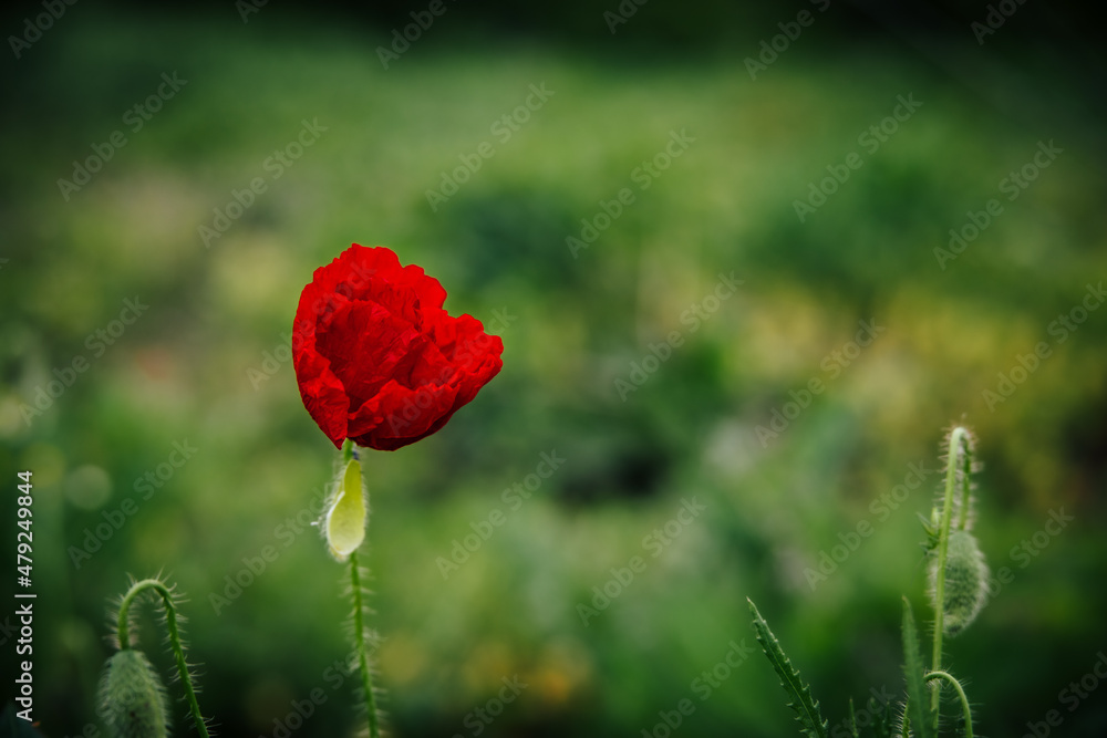 Obraz premium Red poppy on a green background. Big poppy flower on a blurred background. Beautiful nature landscape, floral design. High quality photo